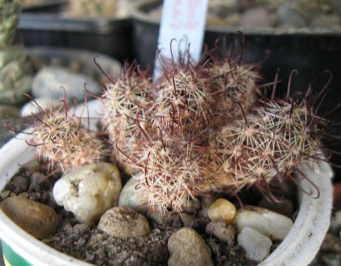 Mammillaria yaquiensis - Mammillaria