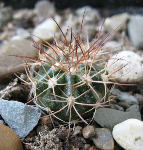 Melocactus albicephalus HU350