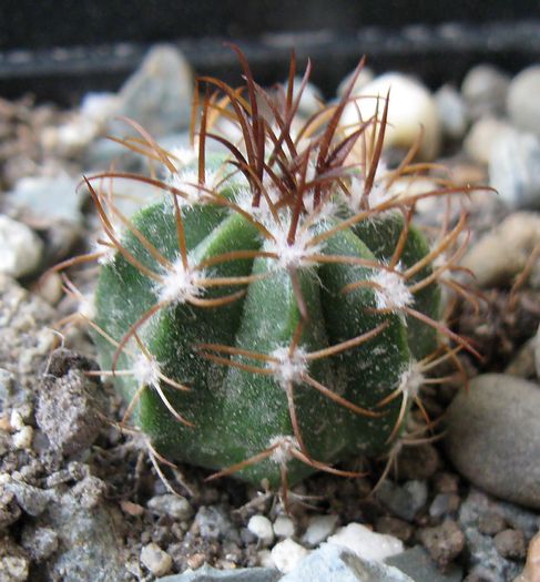 Melocactus matanzanus - Melocactus