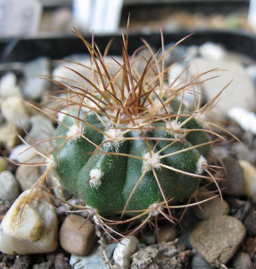 Melocactus rubrisetosus - Melocactus