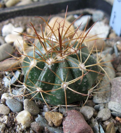 Melocactus salvadorensis - Melocactus