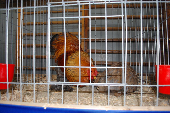 DSC_4275 - Expo 2011 Craiova