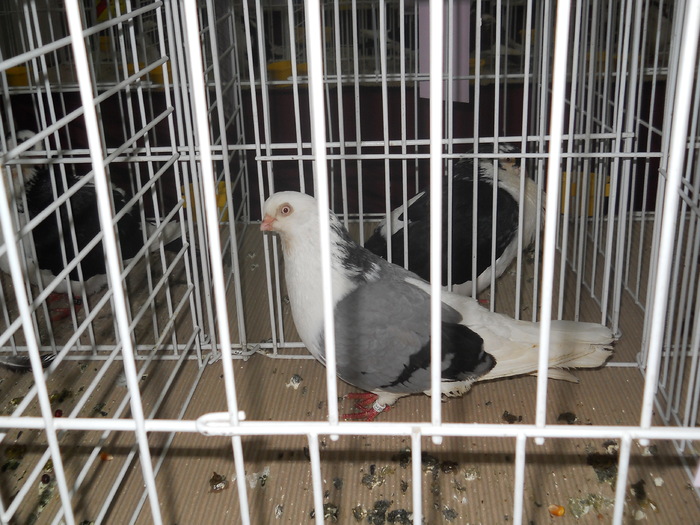 DSCN1369 - Porumbeii campioni ai expozitiei judetene 2011 CRAIOVA