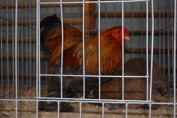 DSC_4278 - Expo 2011 Craiova