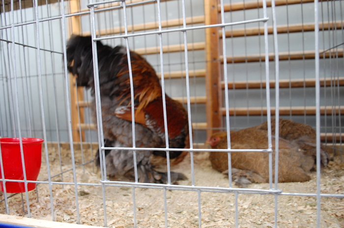 DSC_4281 - Expo 2011 Craiova