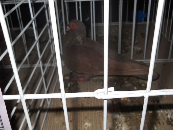 DSCN1389 - Porumbeii campioni ai expozitiei judetene 2011 CRAIOVA