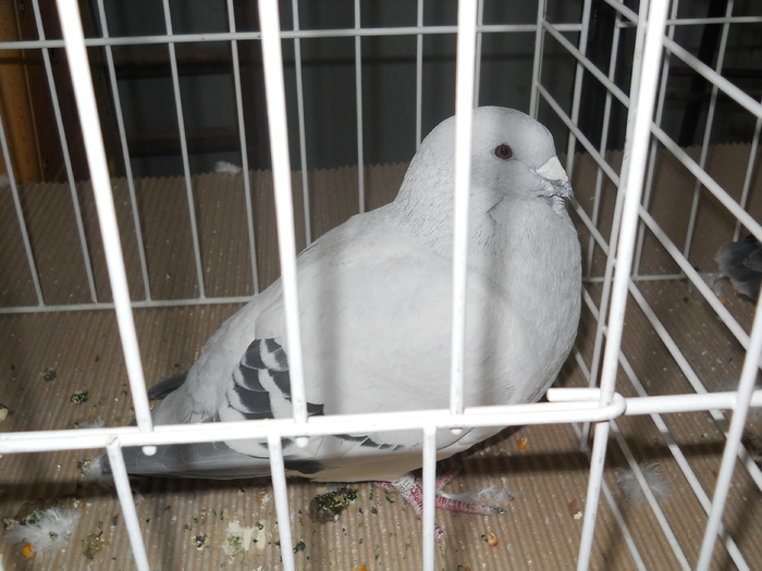 DSCN1394 - Porumbeii campioni ai expozitiei judetene 2011 CRAIOVA