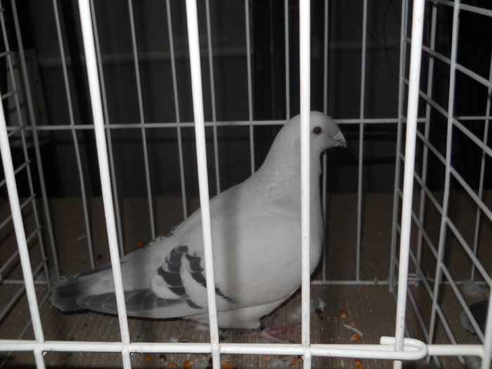 DSCN1396 - Porumbeii campioni ai expozitiei judetene 2011 CRAIOVA