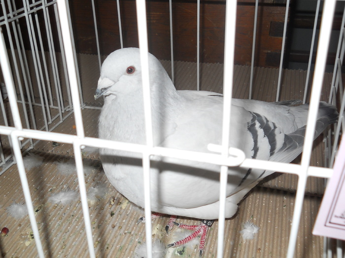 DSCN1397 - Porumbeii campioni ai expozitiei judetene 2011 CRAIOVA