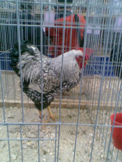 Imag531