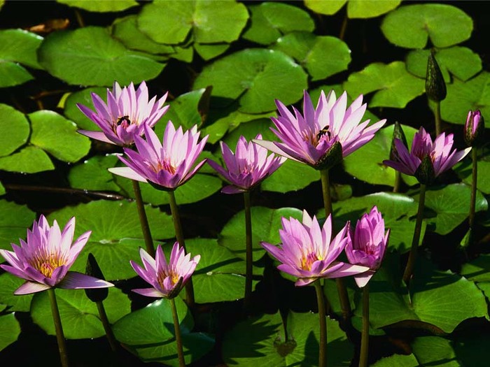 Water lilies; este un peisaj cu niste flori
