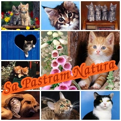 54514SA - Postere Sa Pastram Natura