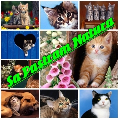 Sa Pastram Natura546 - Postere Sa Pastram Natura