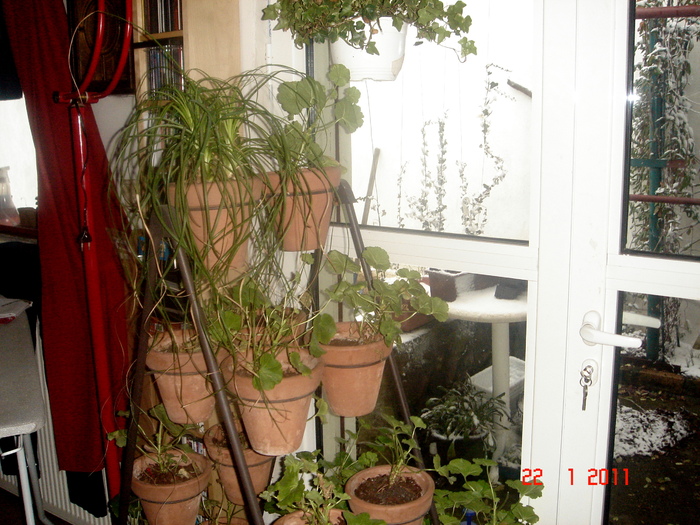 muscate - plante de interior