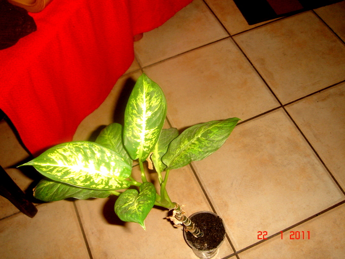 DSC05561 - plante de interior