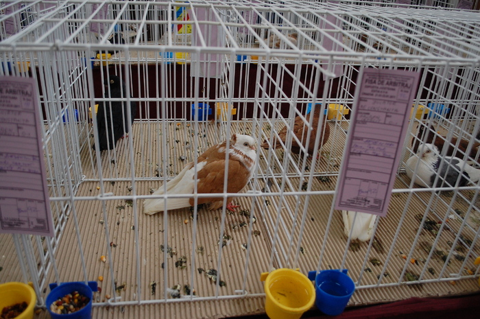 DSC_4484 - Expo 2011 Craiova