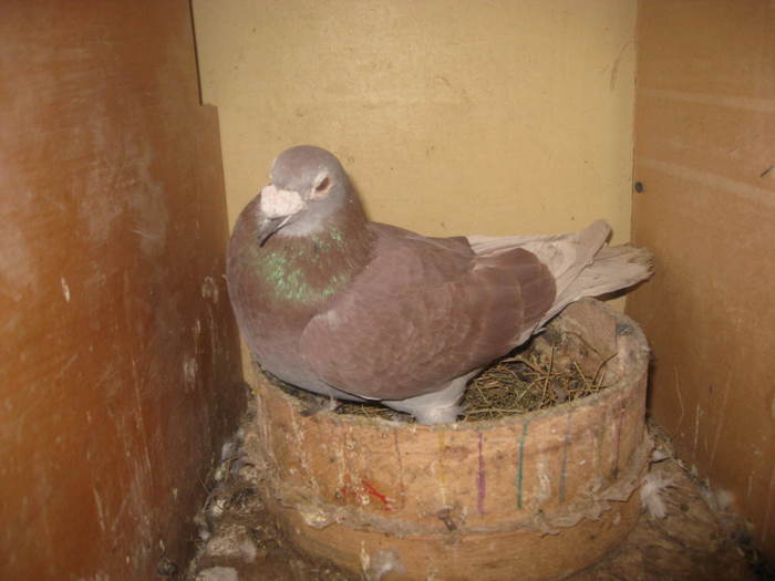 VANDUT - pigeons for sale