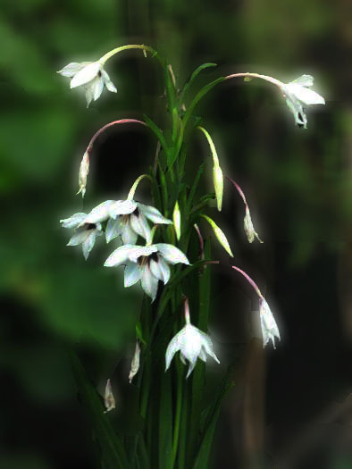 Acidanthera bicolor - plante de gradina