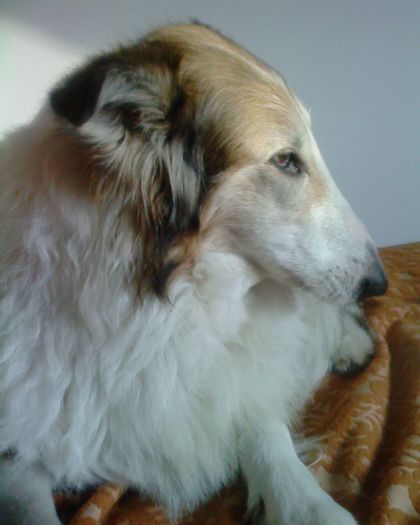 Mascha-un caine deosebit - caini