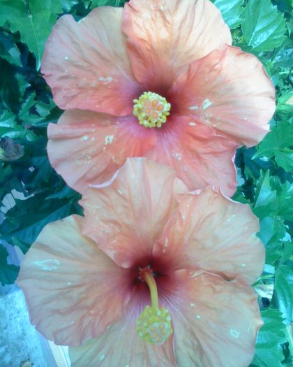 Imagine 0244 - Hibiscus