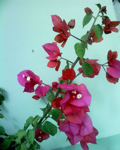 Imagine 0181 - bougainvillea