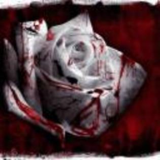 Copy of bloody rose