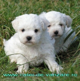 59b1bb2148a44076cfac44cd4d339dca - Bichon Bolognese