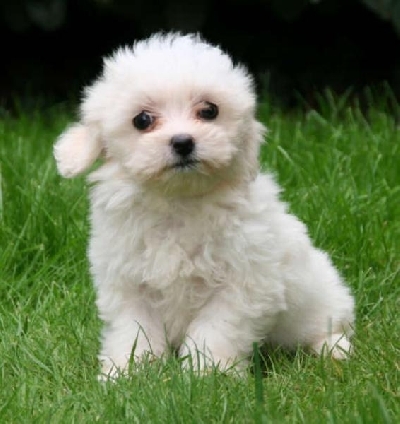 886a8901f6f190be4f7e33e941f55311 - Bichon Maltese