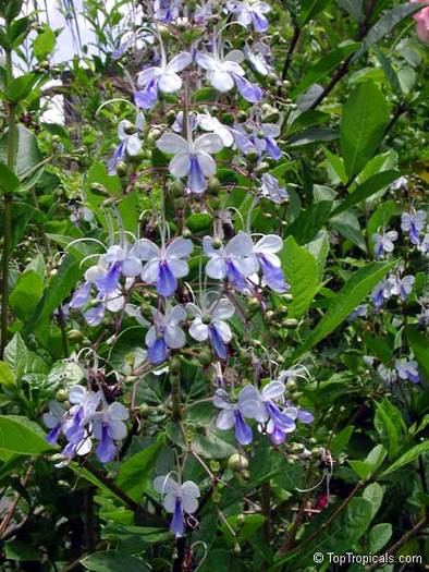 Clerodendrum ugandense-gasit - PLANTE DE CAUTAT