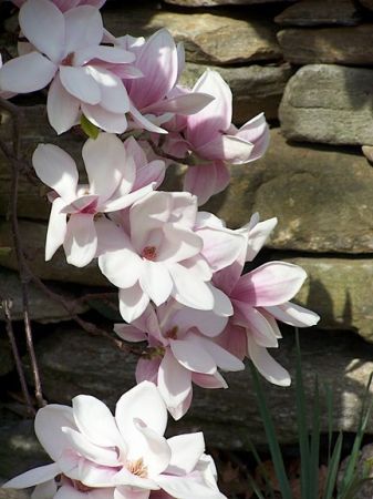 magnolie roz - floarea mea preferata magnolia