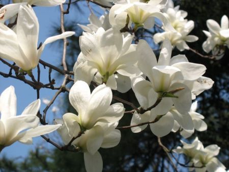 magnolie - floarea mea preferata magnolia