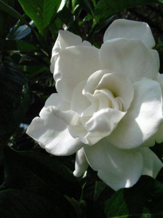 foto_41185 - floarea mea preferata magnolia