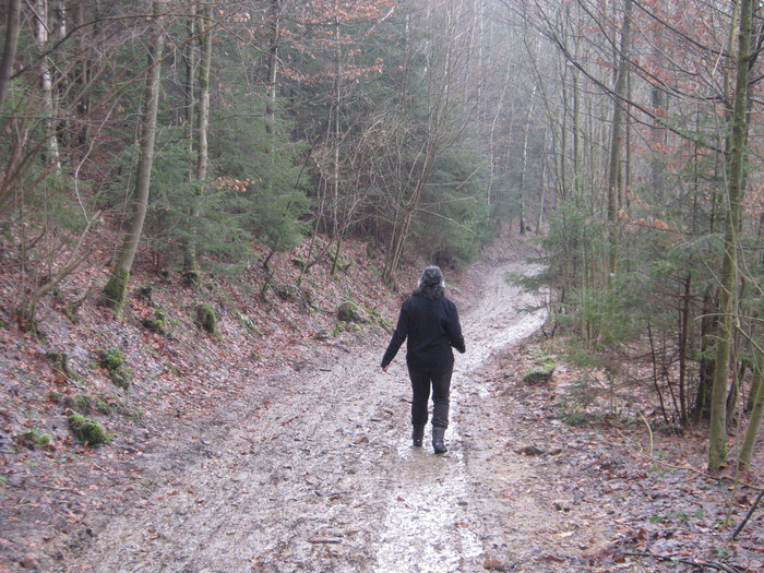 Donaublick -coboram -prin padure Donaublick -coboram -prin padure