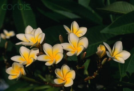 jasmine albe-galbene - o floare preferata jasmine