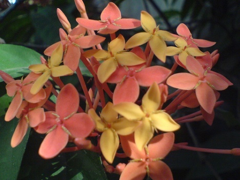 jasmine orange - o floare preferata jasmine