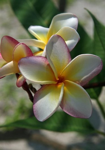 jasmine - o floare preferata jasmine