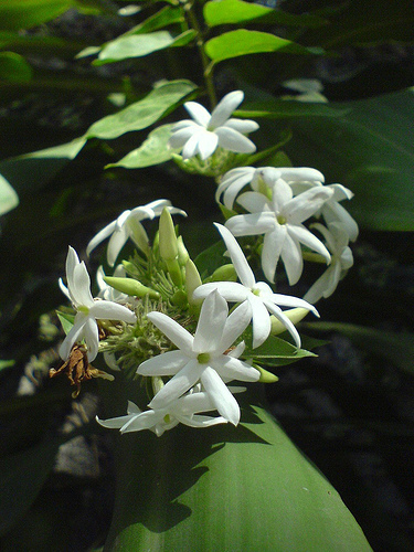 jasmine albe - o floare preferata jasmine