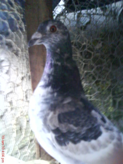 DSC02627 - porumbei voiajori 2011