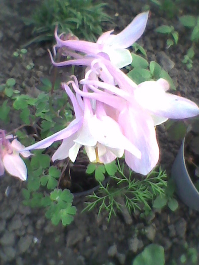 Imag0022; aquilegia
