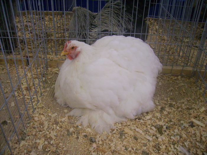IMG_0240 - Expo 2011 Fauna Baniei Craiova