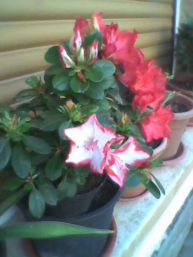 Imag0037; azalee(am pierdut-o)
