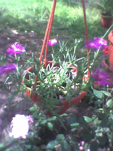 Imag0039; lampranthus sau delosperma?
