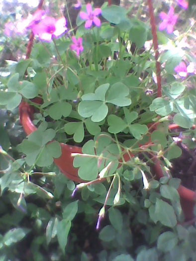 Imag0040; oxalis
