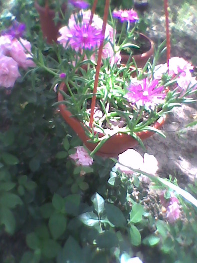 Imag0041; delosperma
