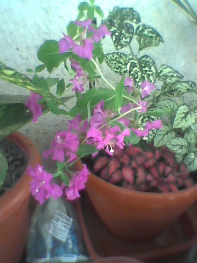 Imag0048; clarkia si fittonia
