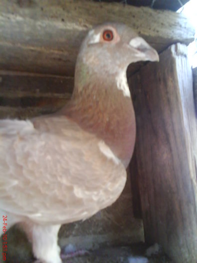 DSC02833 - porumbei voiajori 2011
