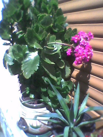 Imag0049; kalanchoe
