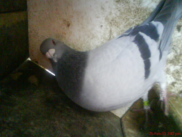 DSC02836 - porumbei voiajori 2011