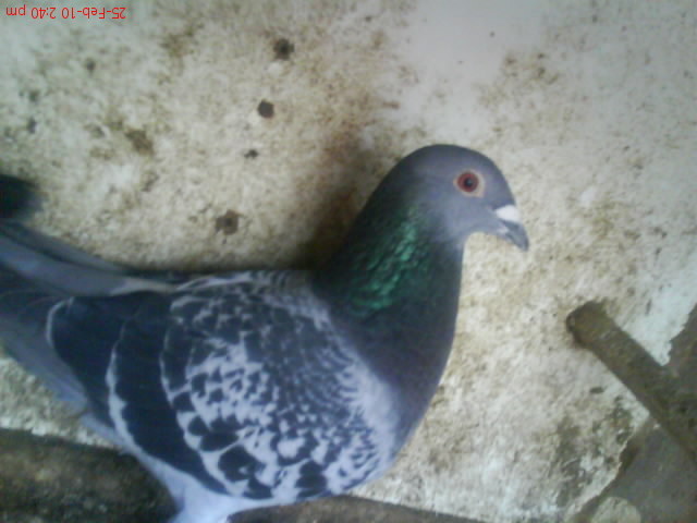 DSC02837 - porumbei voiajori 2011