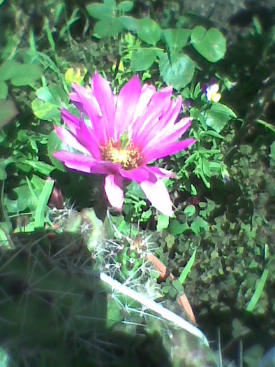 Imag0056; floare cactus
